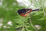 Orchard Oriole